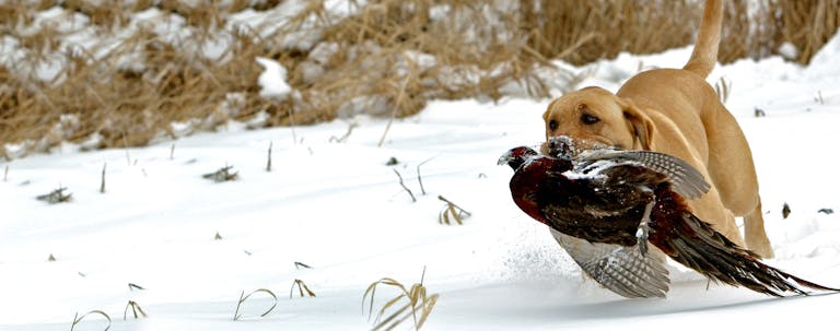 How to Train a Labrador Retriever to Hunt